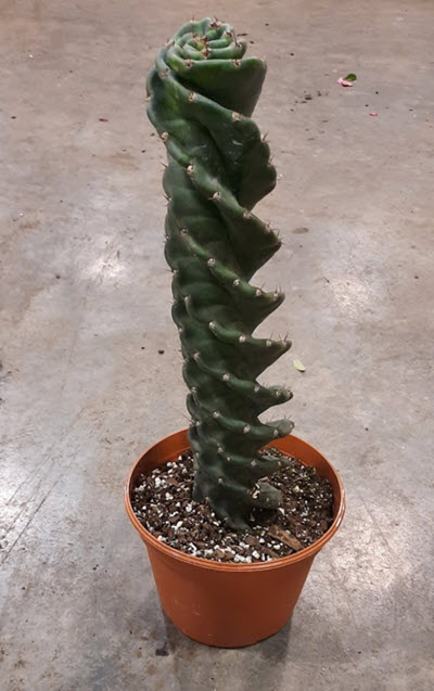 8" Cactus Spiral